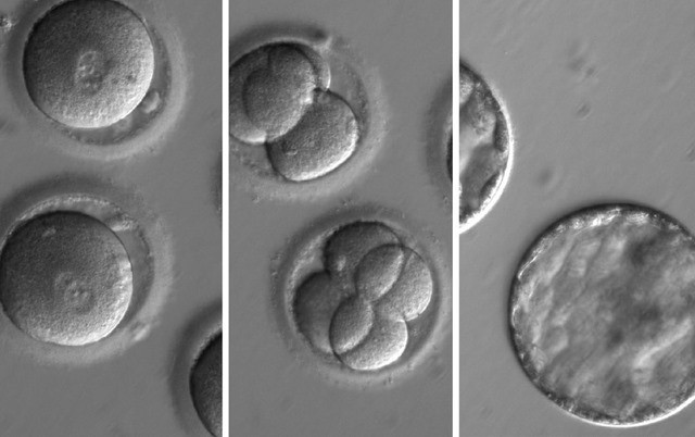 CRISPR-Ovule2