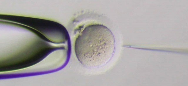 CRISPR-Ovule