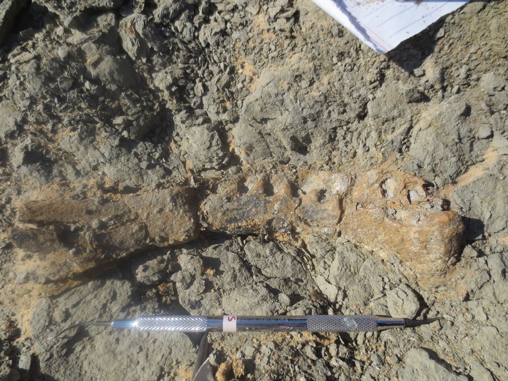 Mansourasaurus shahinae 4