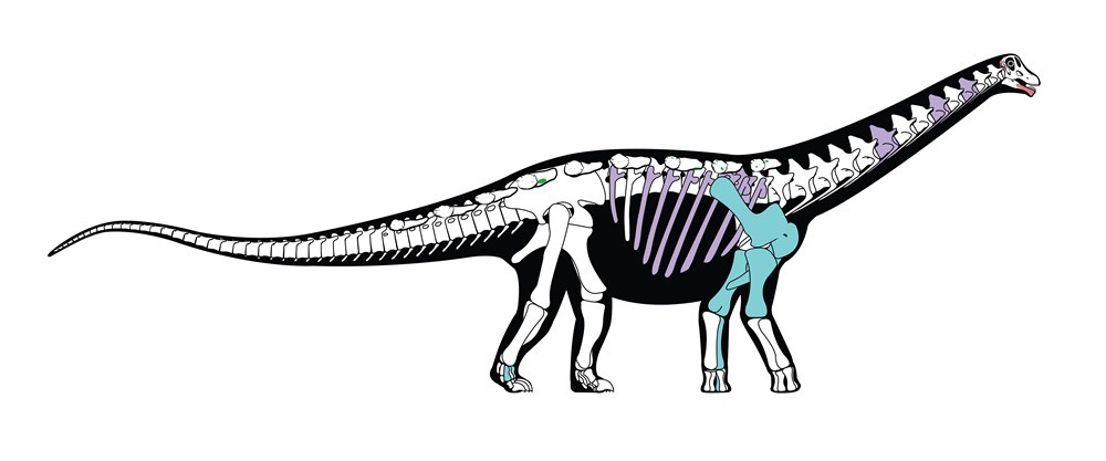 Mansourasaurus shahinae2