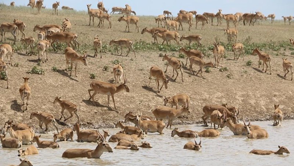 Saiga antilopes