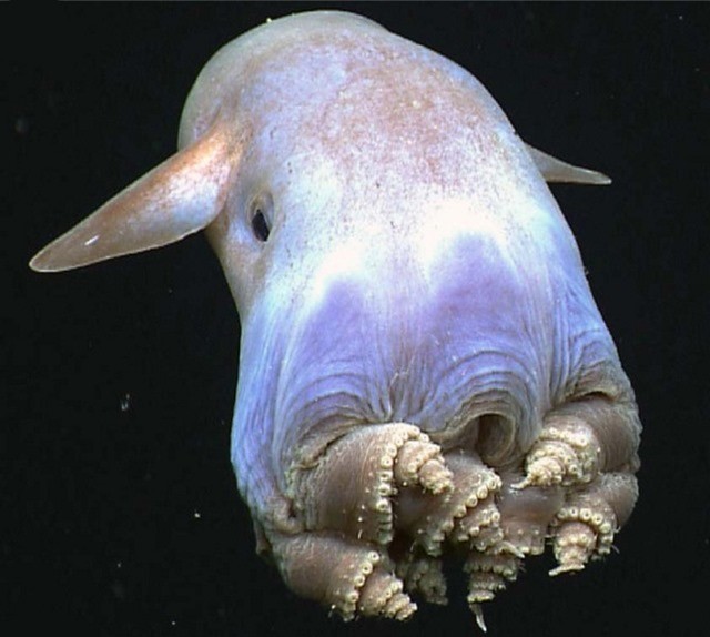 Grimpoteuthis sp