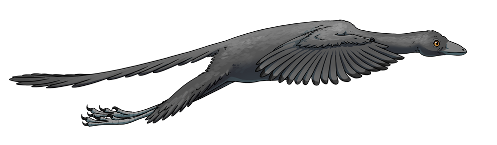 Archaeopteryx-2 18