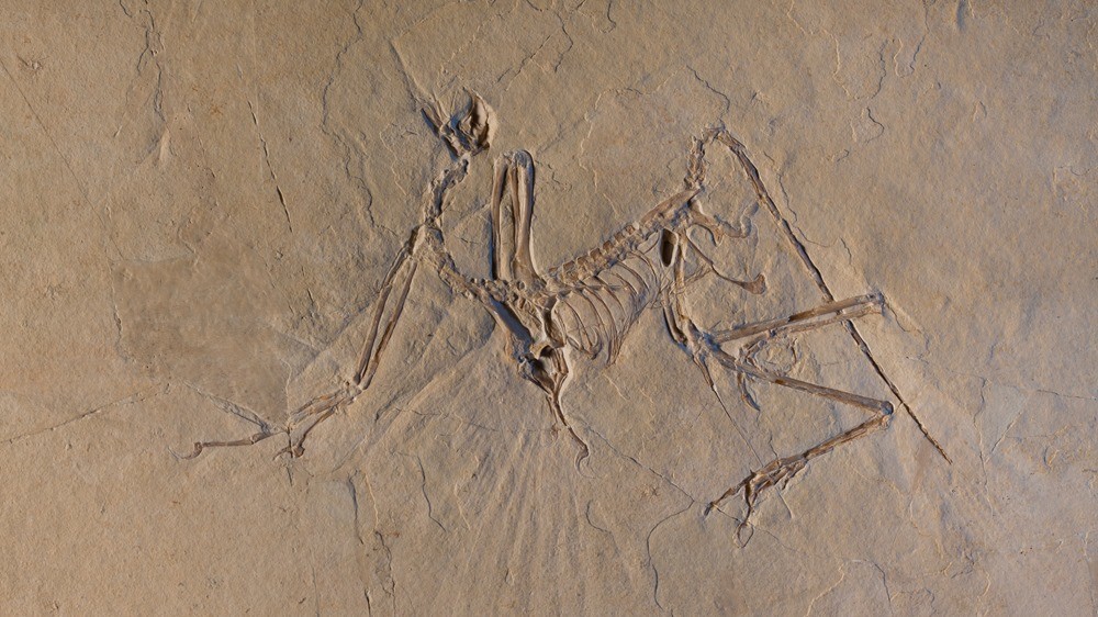 Archaeopteryx-fossil 18