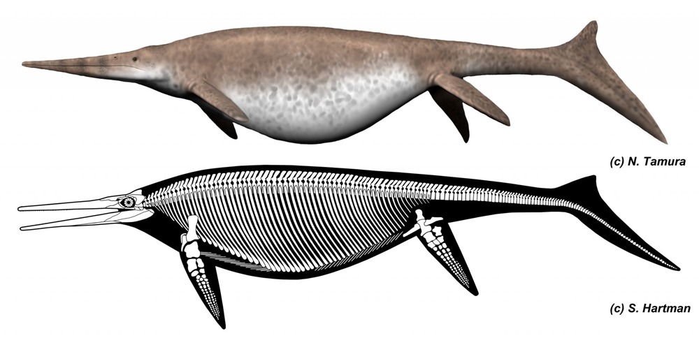 Giant ichthyosaur2