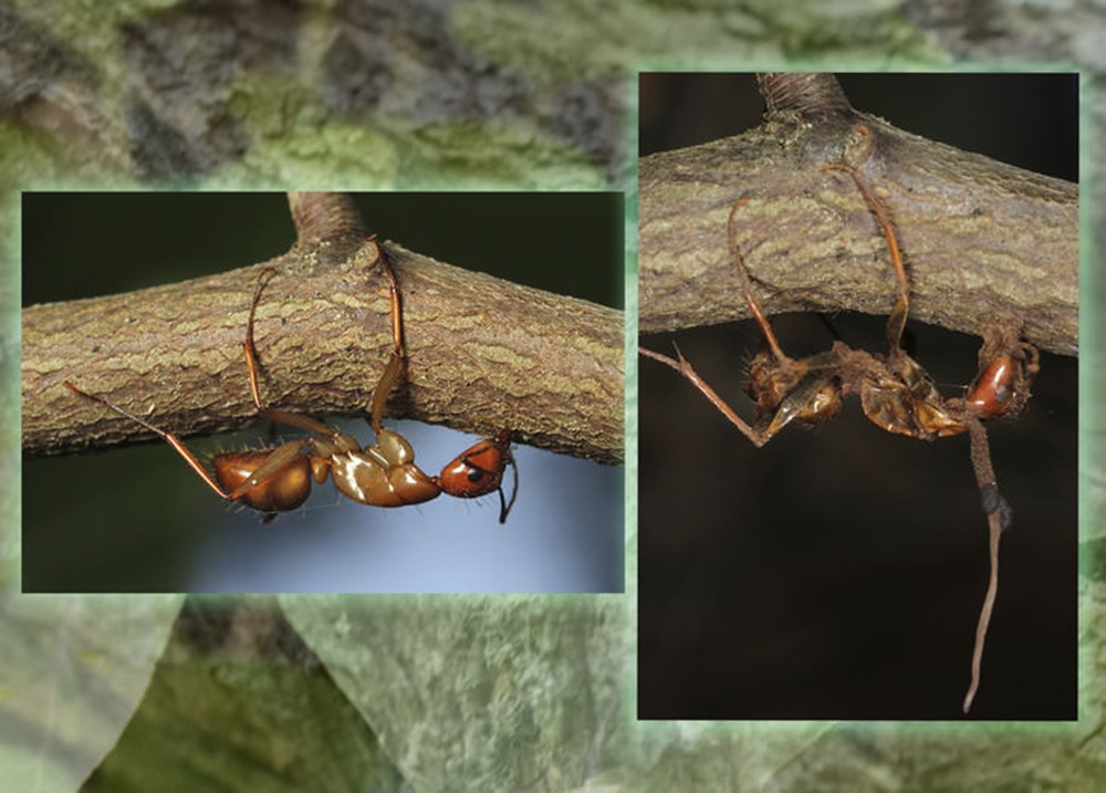 Ophiocordyceps fourmi branche 18