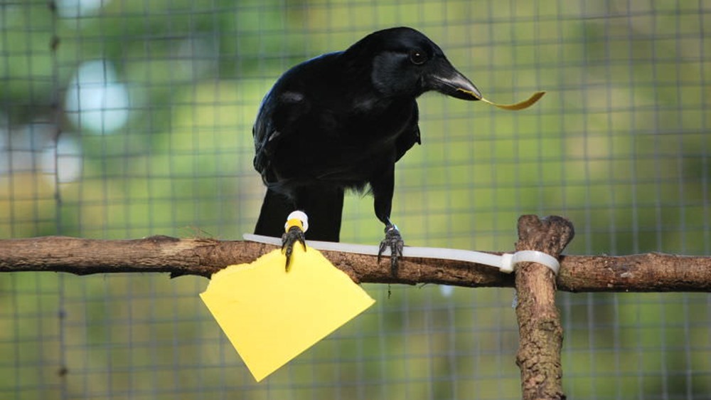 6 moyens pour lutter efficacement contre les corbeaux