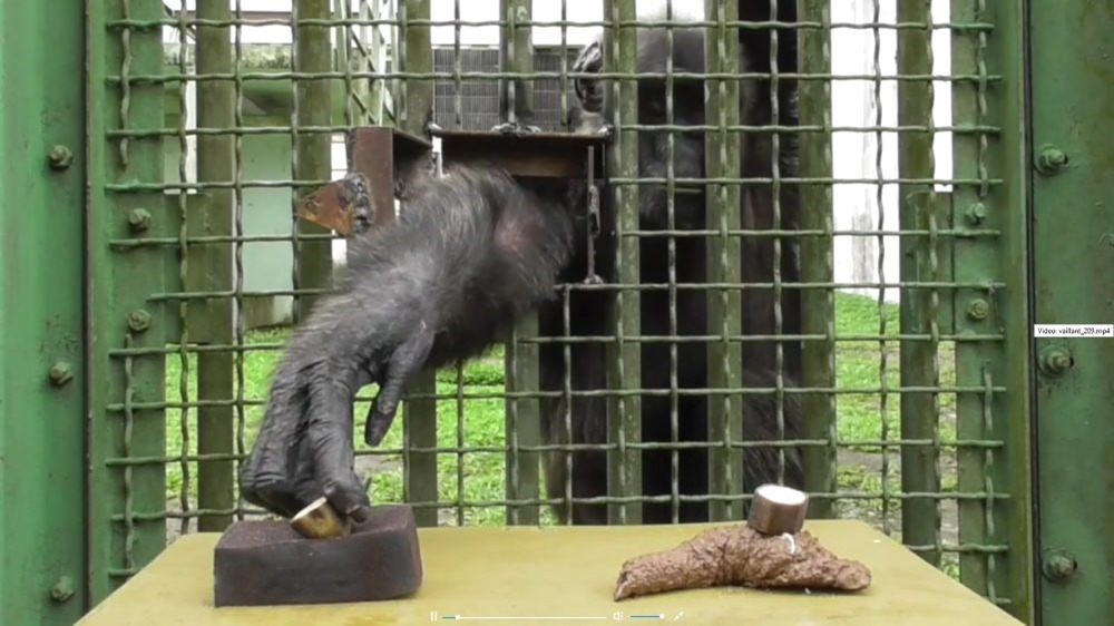 chimpanzé-nourriture-excrément 18