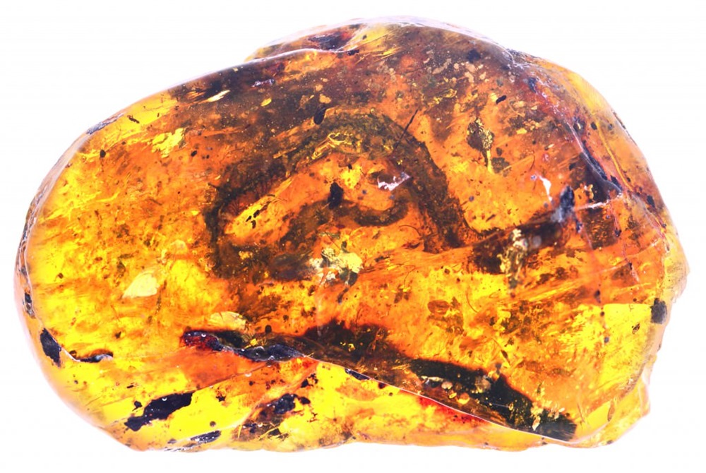 Myanmar-ambre-fossil 4