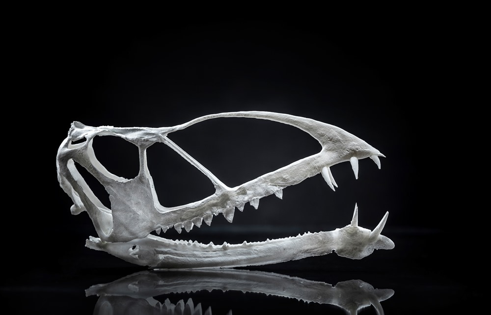 1808-36 0031 1808-36 Pterosauria Skull 3D printed skull August 9, 2018 Photography by Nate Edwards/BYU © BYU PHOTO 2018 All Rights Reserved photo@byu.edu (801)422-7322