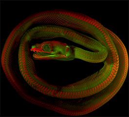 Python timoriensis 18