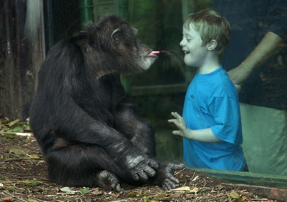 Chimpanzees 2