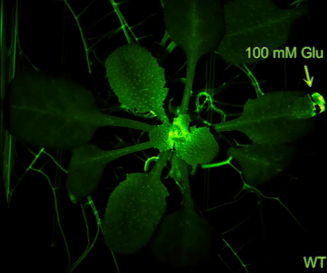 neurotransmitters-trigger-defense-responses-in-plants_0-145_optimized