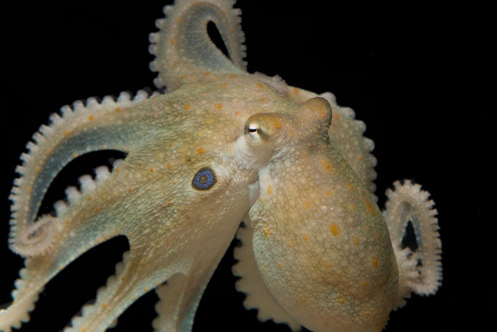 octopus-mdma-18