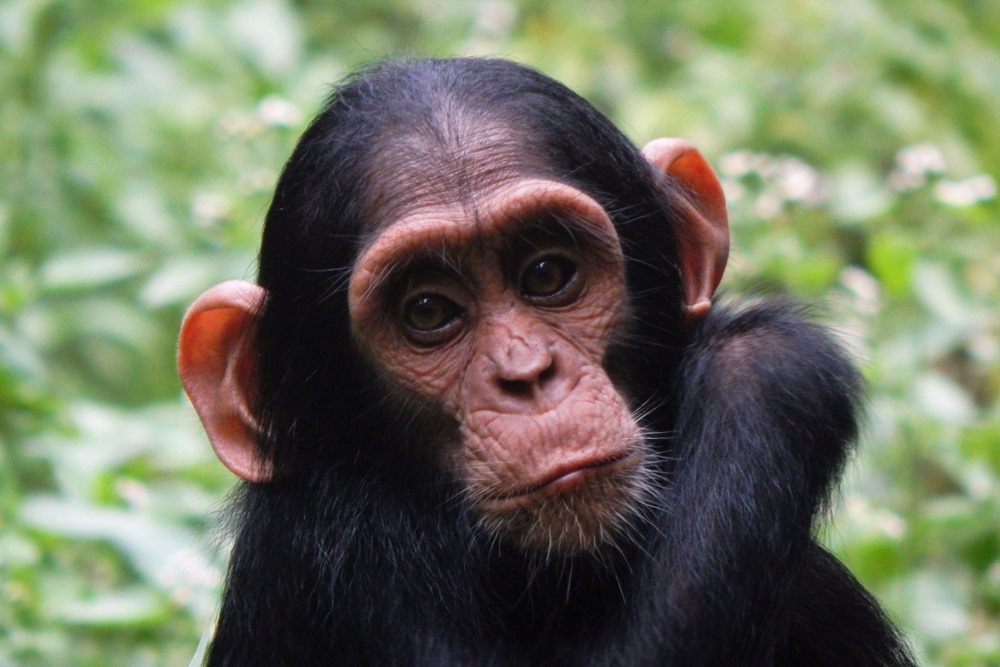 Chimpanzé-infanticide 18