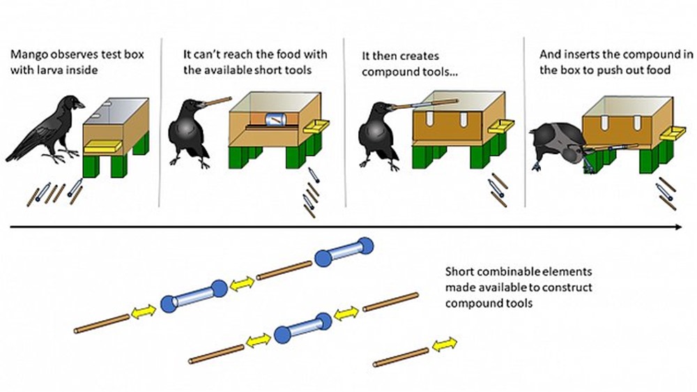 Compound tool construction - corbeau Caledonien 2