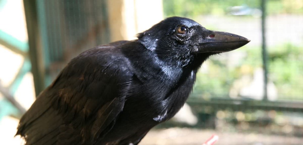 Corvus moneduloides 1 18