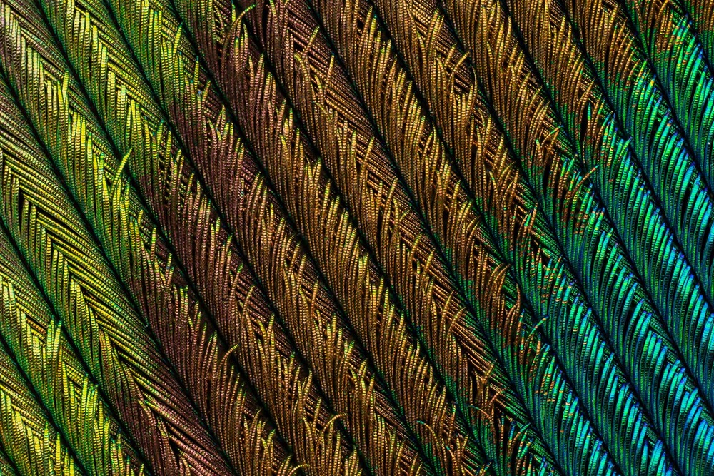 Peacock feather section 18