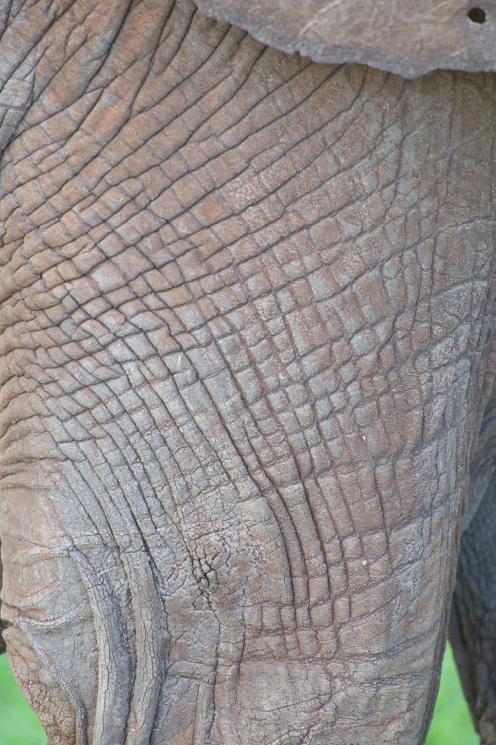 elephant peau 2 18