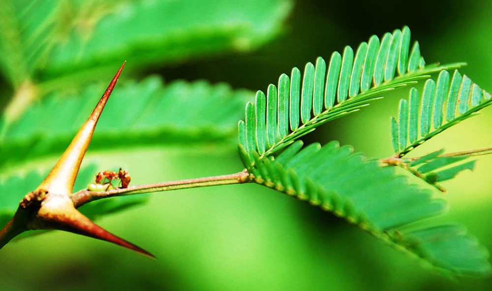 coévolution plante-fourmis 18