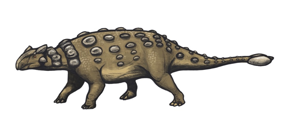 Ankylosaurus_dinosaur 2