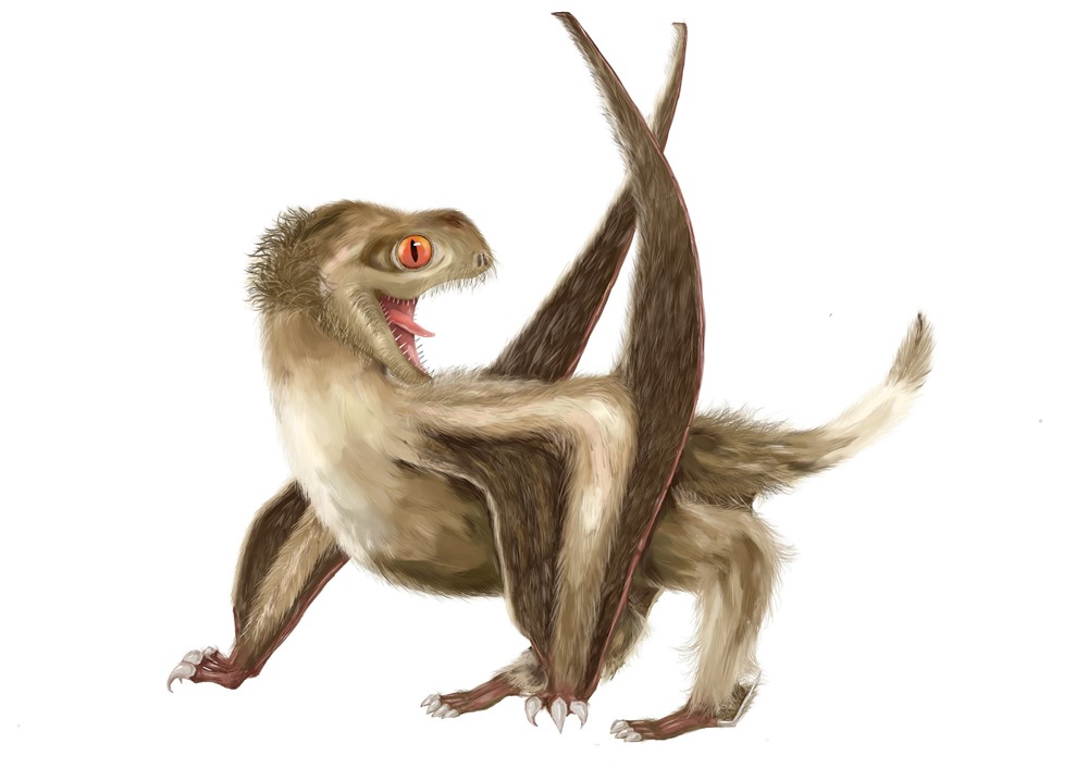 Daohugou pterosaur 1 18