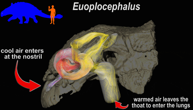 Euoplocephalus 1 18