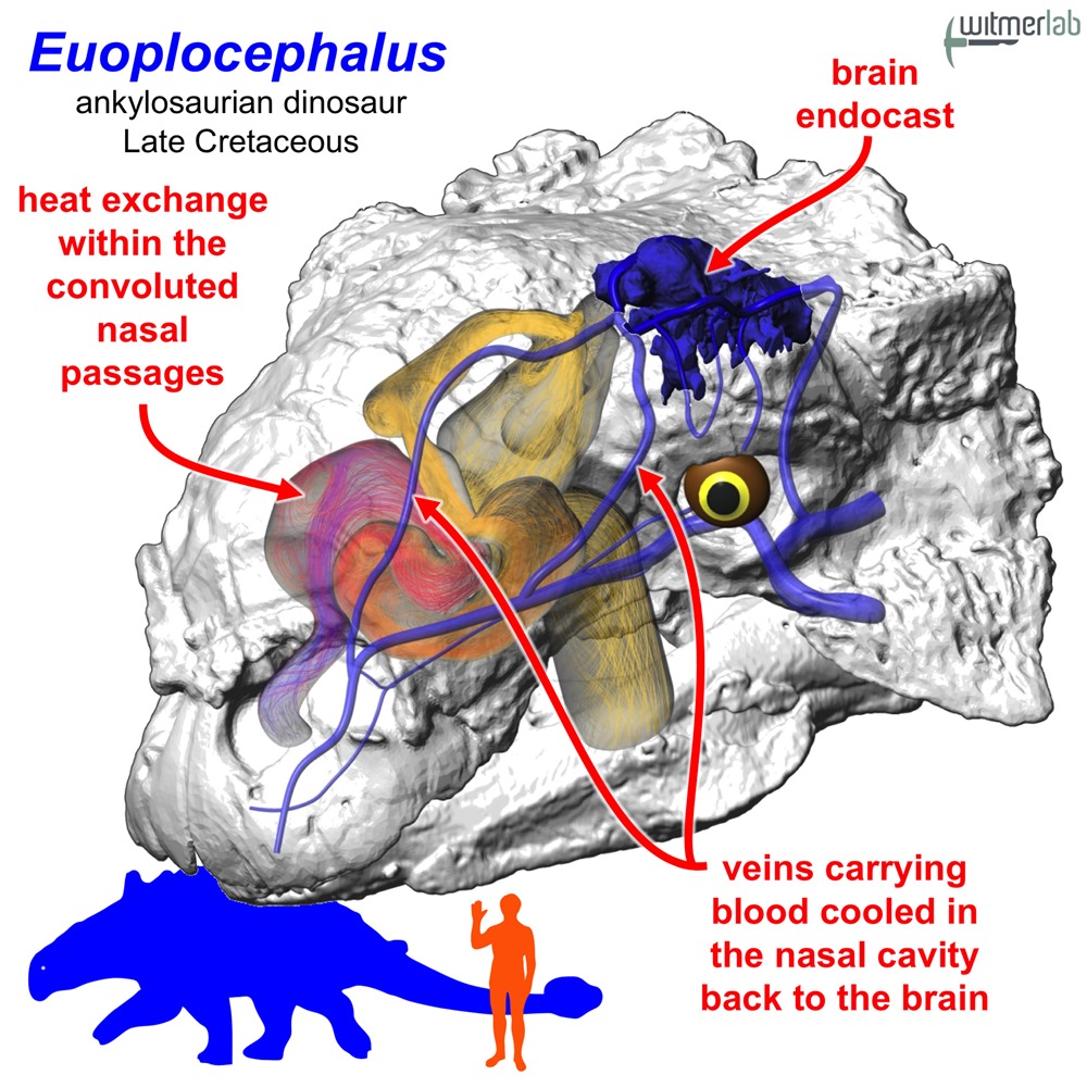 Euoplocephalus_nasal_air-conditioning