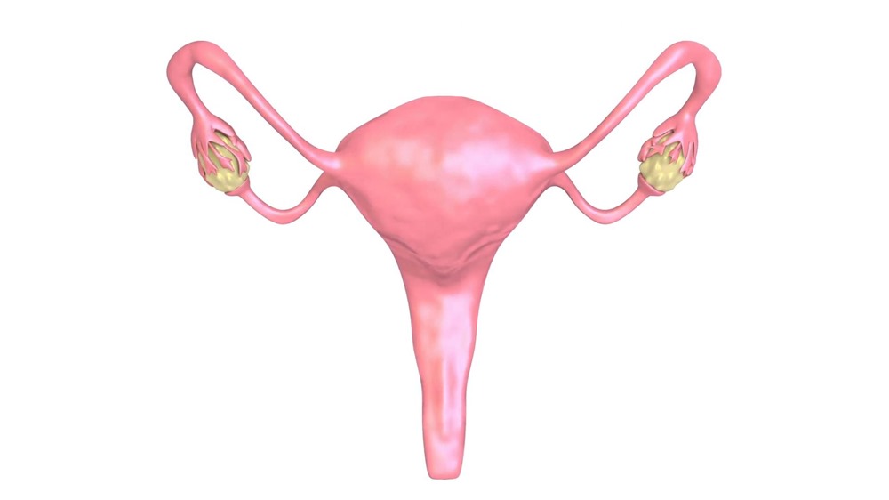 uterus-318