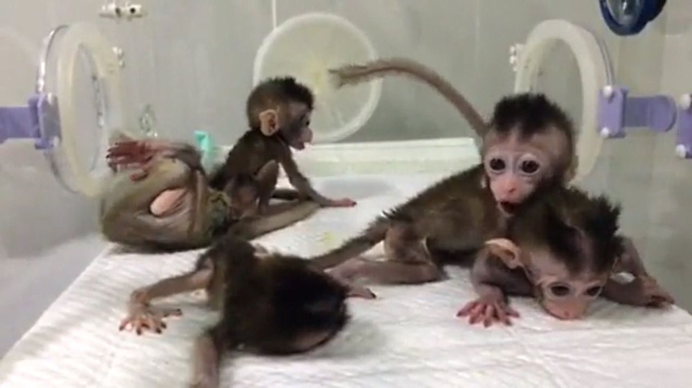 Macaque CRISPR 19