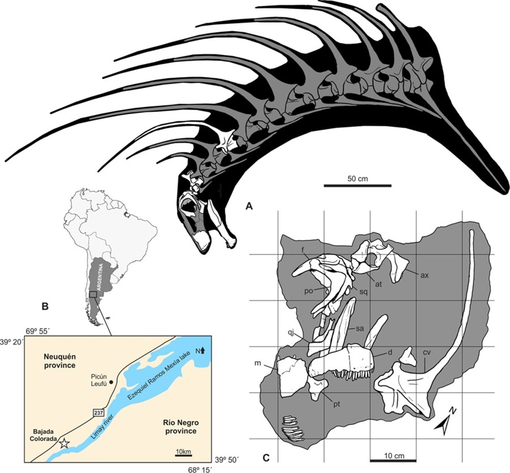 Bajadasaurus pronuspinax 2 19