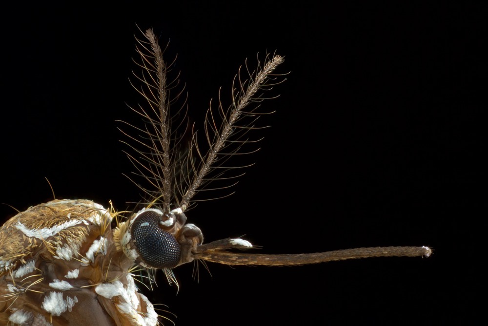 Aedes aegypti 19
