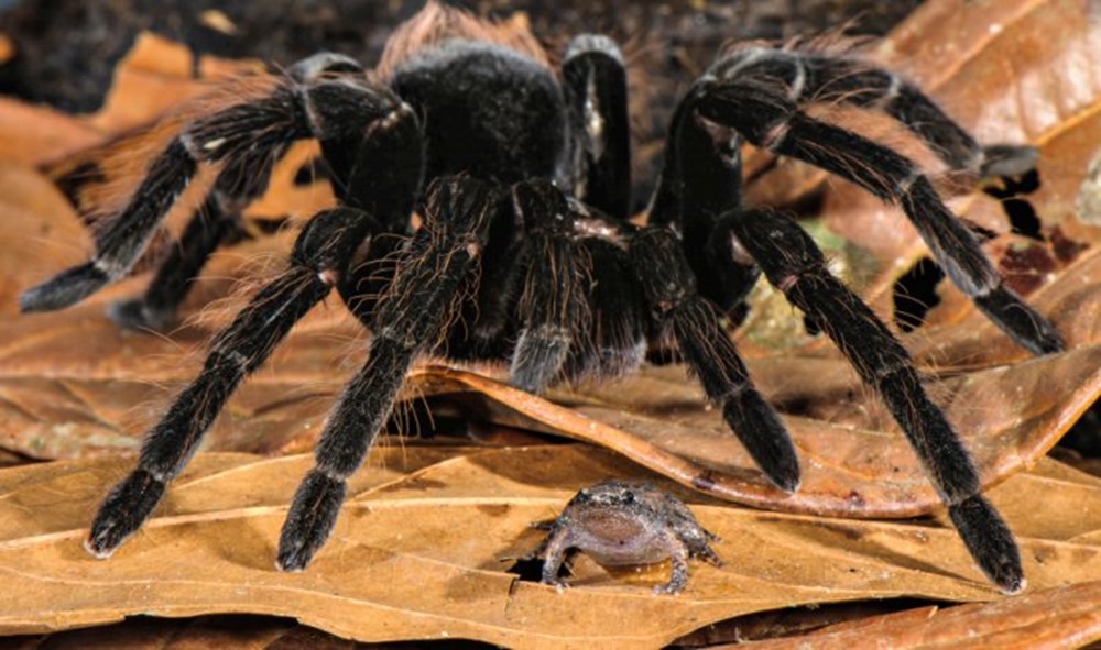 Les araignées d’Amazonie ne se limitent pas à dévorer des ...