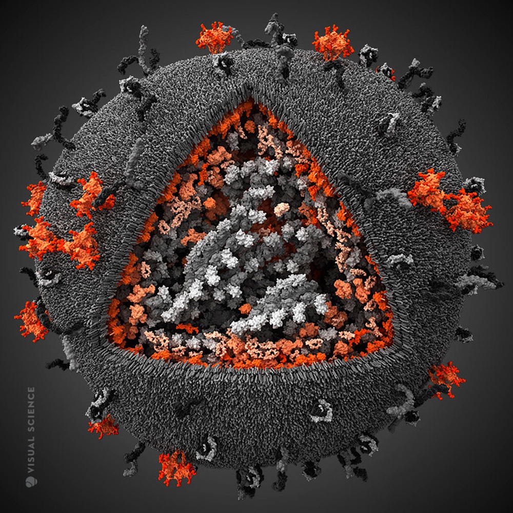 human-immunodeficiency-virus-HIV-3