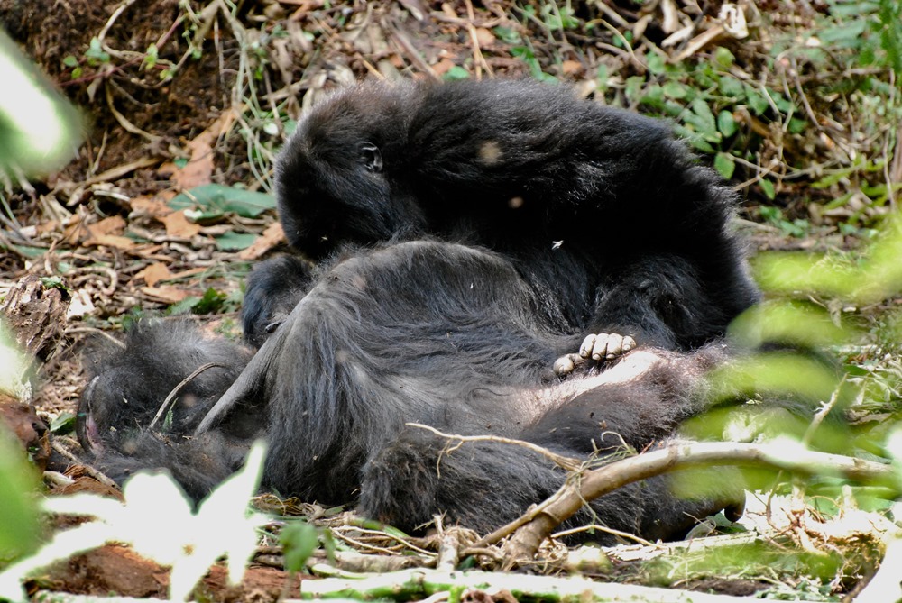Gorille mort 1 19