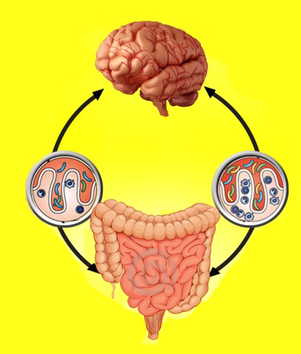 Microbiota cerveau 19