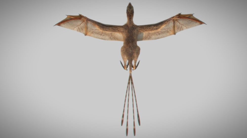 Ambopteryx longibrachium 1