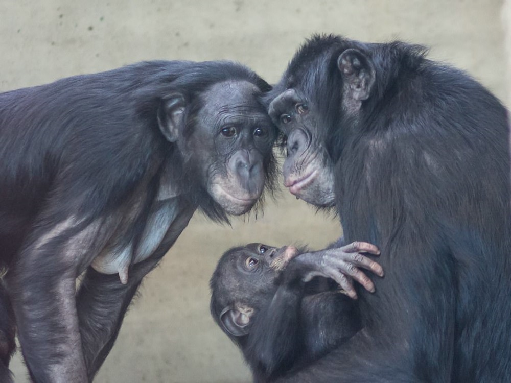 Bonobos 19