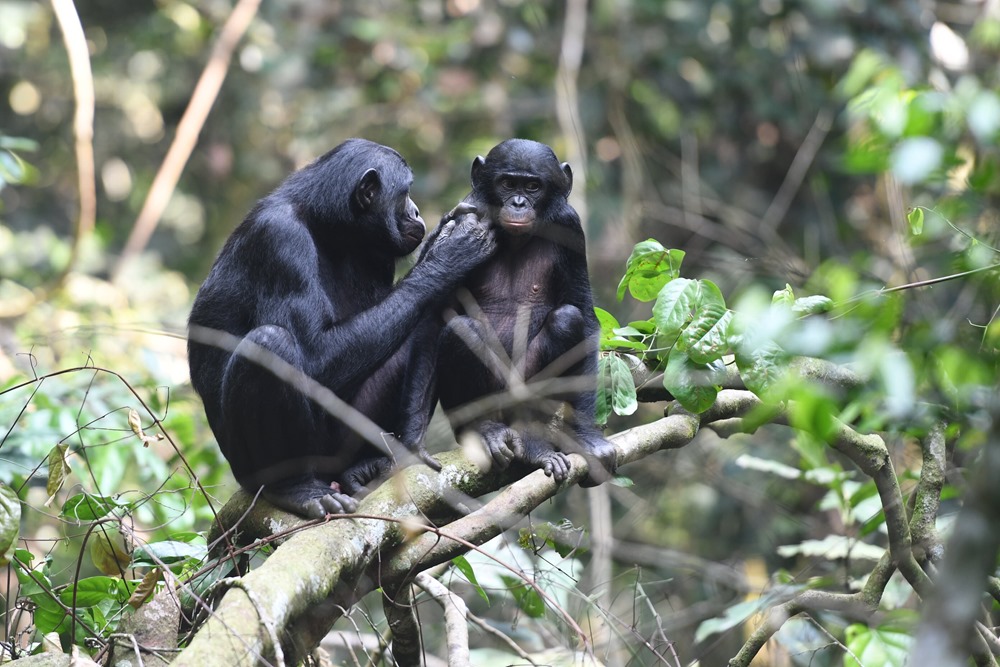 Bonobos 2 19