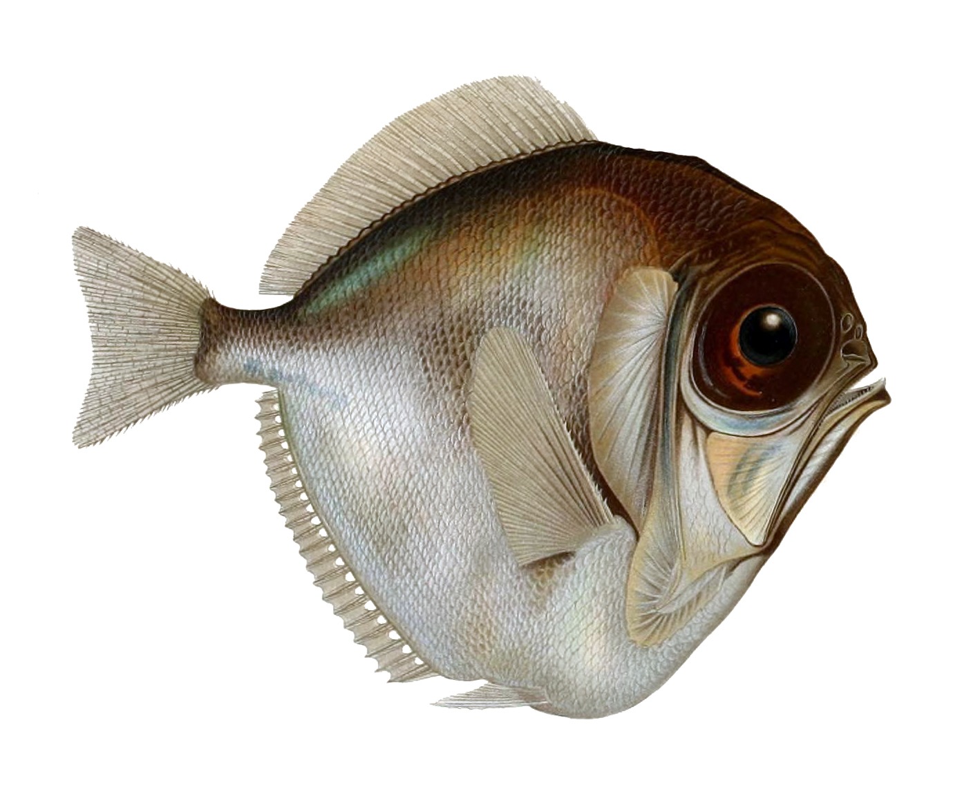 Un poisson au crâne transparent sème la confusion chez les scientifiques. -  Grands Titres