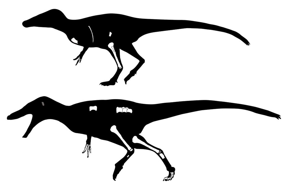 Phuwiangvenator - Vayuraptor 3 19