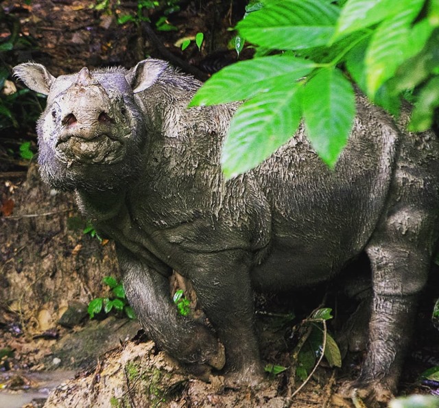 tam rhinocéros sumatra 2 19