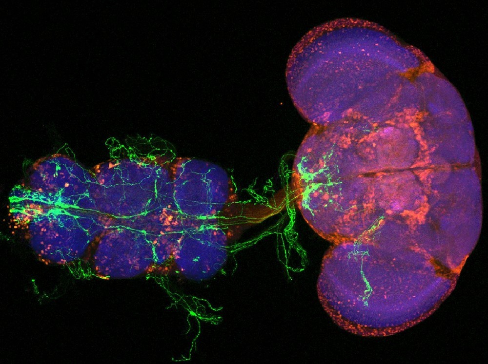 fruitfly-brain-ventral-nerve-cord