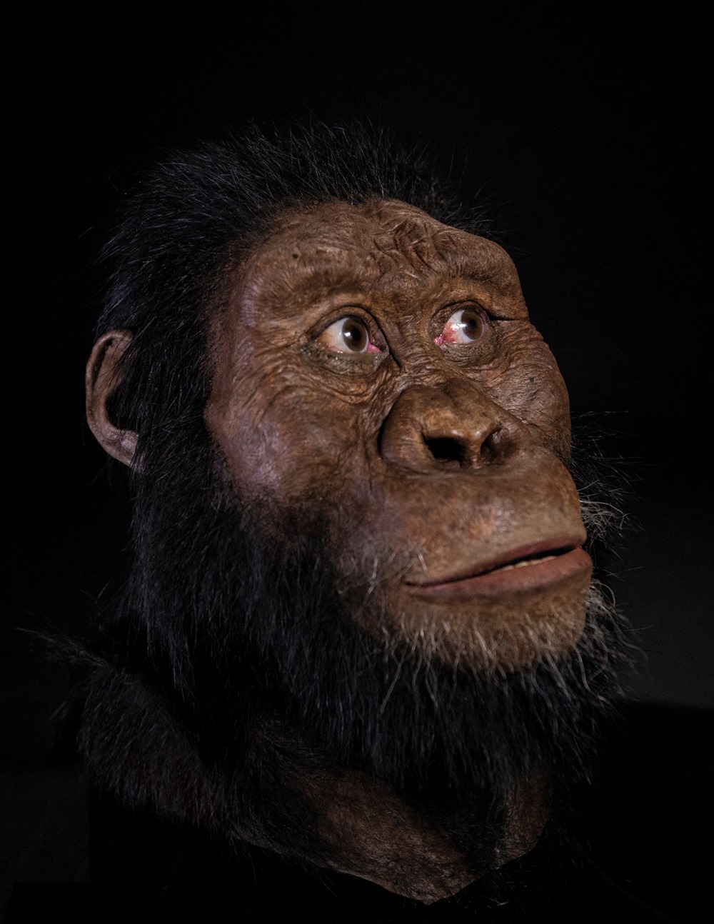 Australopithecus anamensis 1 19