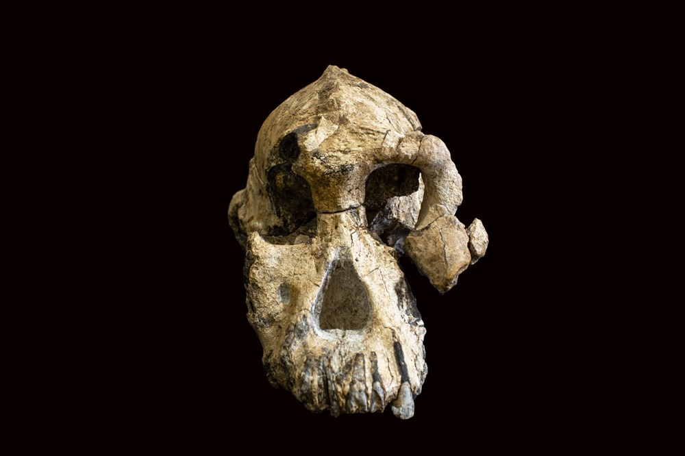 Australopithecus anamensis 2 19