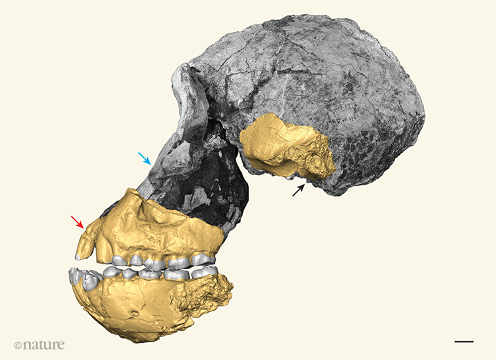 Australopithecus anamensis 5 19