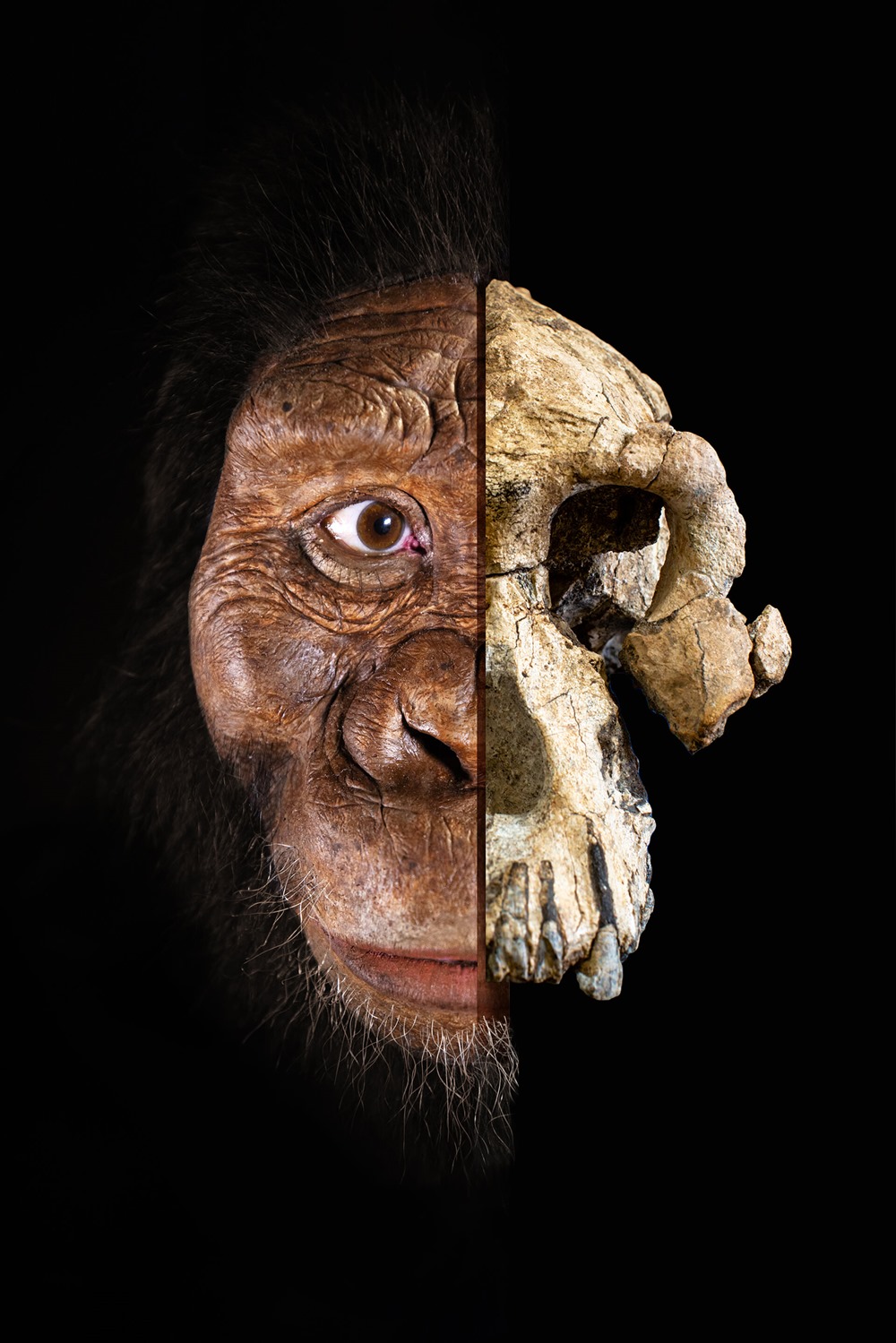 Australopithecus anamensis 6 19