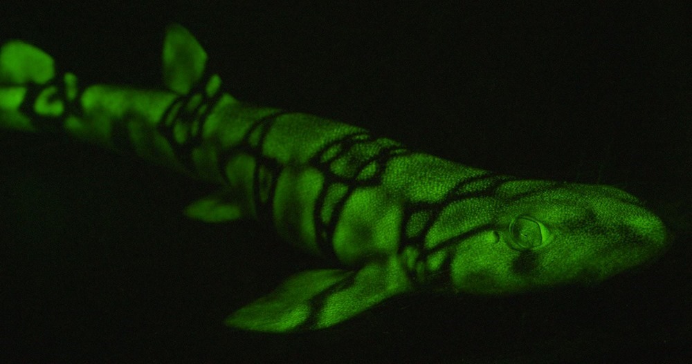 requin fluorescent 1 19
