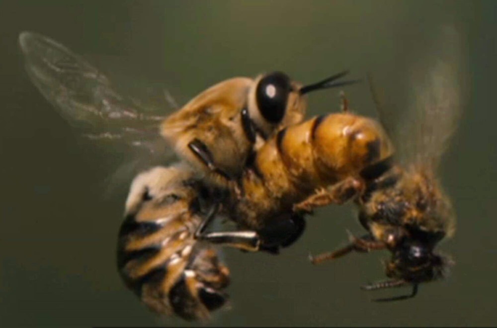 Accoup-abeille 1 19