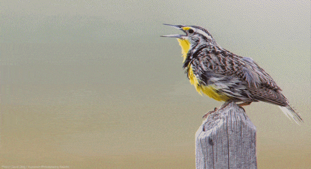 Meadow_Lark-Animation-photo_credit(RIGHT) (HD_720 - WEB (H264_2500))_0-145